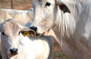 Política nacional prevê apoio à reposição do rebanho bovino Política de reposição do rebanho bovino para pequenos produtores é aprovada pela Comissão de Agricultura da Câmara.