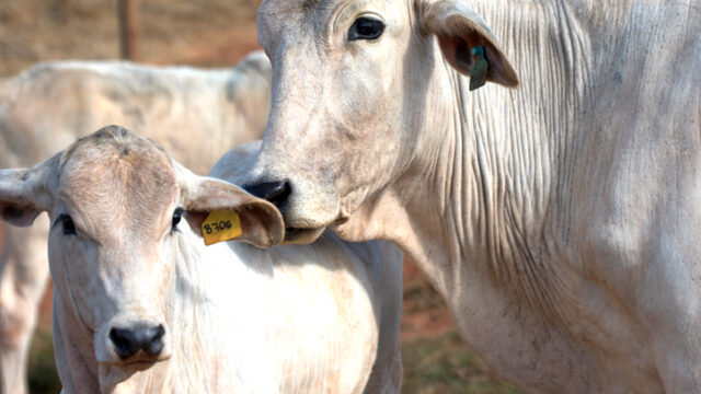 0626-noticias-vozes-responsaveis-portal-v2 Política de reposição do rebanho bovino para pequenos produtores é aprovada pela Comissão de Agricultura da Câmara.