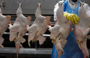 Livre Comércio: Brasil e EUA Colaboram no Setor Avícola Livre comércio de produtos avícolas é tema de acordo entre Brasil e EUA. Conheça os pontos de cooperação firmados pelas associações.