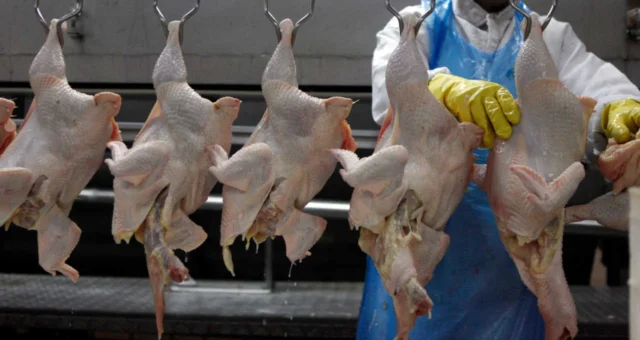 Livre comércio de produtos avícolas é tema de acordo entre Brasil e EUA. Conheça os pontos de cooperação firmados pelas associações.