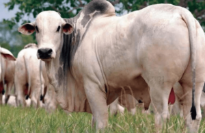 Escalas de Abate Caem em Todo o Brasil
