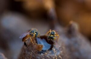 Investigação aponta agrotóxico proibido em morte de abelhas no Paraná Polícia Científica detecta agrotóxico Fipronil em abelhas no Paraná, destacando os riscos para a polinização agrícola