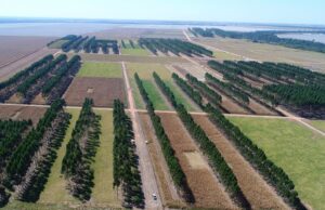 AgroGlobal: Caminhos para a Agropecuária Sustentável União Sul-Americana: Caminhos para a Agropecuária Sustentável e Inovadora