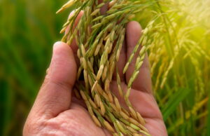 Exportações de arroz cresceram 80% em setembro de 2024