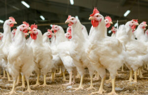 Produção de frango no Brasil atingirá recorde em 2025, segundo USDA