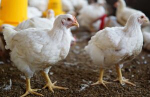 Brasil Declara Encerramento do Evento Sanitário da Doença de Newcastle Brasil encerra evento sanitário de Newcastle, OMSA libera exportação.