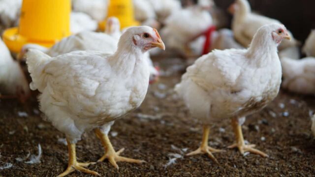 Brasil encerra evento sanitário de Newcastle, OMSA libera exportação.