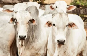 Boi gordo ultrapassa R$ 300 e pressiona mercado