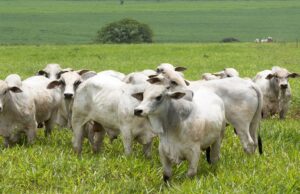 Boi gordo em alta, mas escalas de abate estão curtas