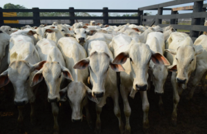 StoneX aponta alta nos preços e virada no ciclo pecuário