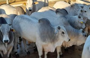 Alta nas exportações de carne impacta preços no Brasil