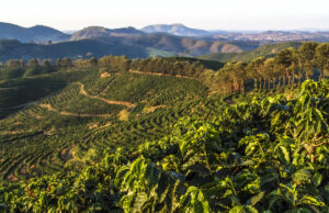 Faturamento de Café no Brasil Cresce 41% em 2024 Café brasileiro registra recorde de R$ 71,93 bilhões em 2024; Sudeste lidera com 86,8% do faturamento nacional.