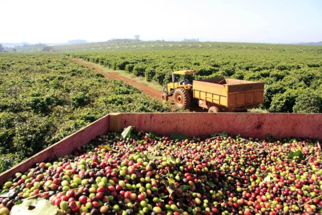 cafeiculturaa No Brasil, o mercado de café registra preços mais altos, impulsionado pela alta do arábica na Bolsa de Nova York.