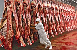 Brasil já supera recorde de exportações de carne bovina de 2023. Exportação de carne bovina brasileira registra recorde histórico, atingindo maior volume e receita em 2024.