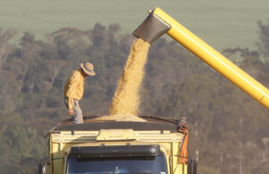 Alta do milho eleva custos da produção de frango no Paraná Aumento de 26% no preço do milho eleva os custos de produção de frango no Paraná, diz boletim agropecuário.