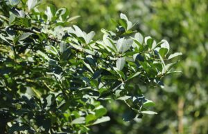 Paraná lidera produção nacional de erva-mate