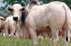 Mato Grosso deve reduzir abate de bovinos em 10 anos