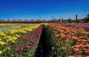 Brasil expande presença no mercado saudita com novos produtos agro Com US$ 2 bilhões exportados, Brasil conquista novas aberturas no mercado saudita, incluindo flores e feno.