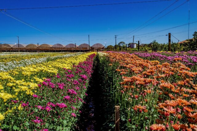 flores-holambra Com US$ 2 bilhões exportados, Brasil conquista novas aberturas no mercado saudita, incluindo flores e feno.