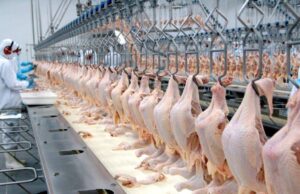 Brasil: Exportações de frango chegam a R$ 5,2 bilhões