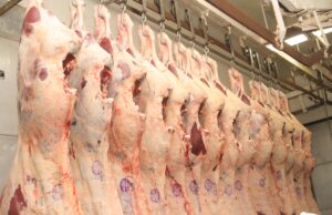 Produção de carne bovina cresce, aumentam exportações e os preços ainda em alta
