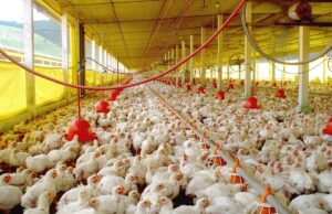 Exportações de frango do Brasil atingem níveis históricos em setembro