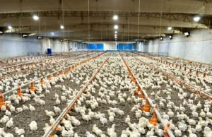 Renovação de Acordos é Crucial para Exportação da Carne de Frango Acordos de exportação visam manter a carne de frango brasileira no mercado externo, mas desafios persistem.