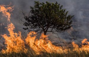 Ministra do Meio Ambiente enfrenta críticas por queimadas recordes em 2024 Ministra do Meio Ambiente criticada por queimadas recordes no Brasil em 2024.