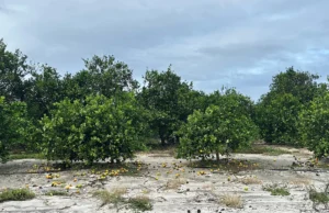 Safra de Laranja na Flórida Atingida por Doença e Furacões Furacões afetam colheita de laranjas