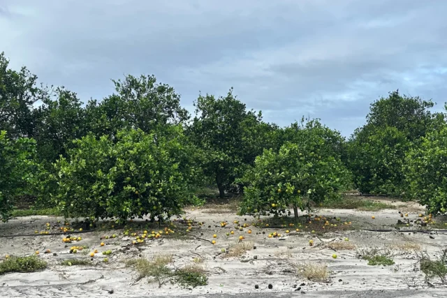 Furacões afetam colheita de laranjas