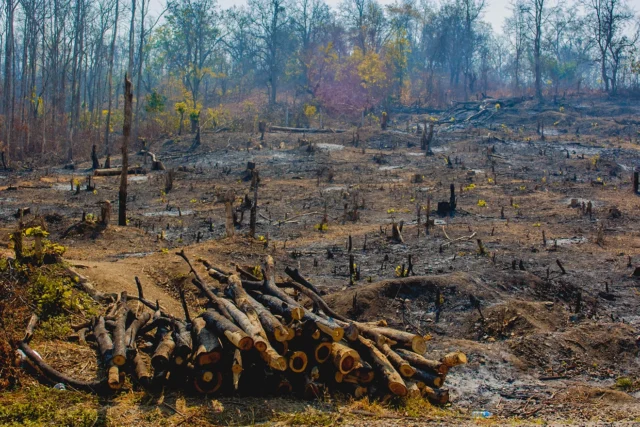 Conselho da UE aprova adiamento da lei antidesmatamento por 12 meses; agora, aguarda decisão do Parlamento Europeu.
