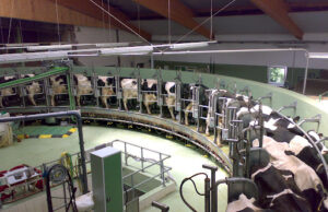 Empresas de laticínios europeias na mira da China em disputa comercial