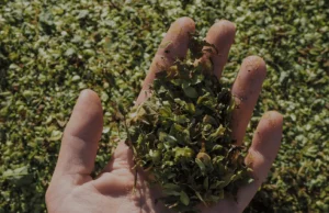 Alemanha: Lúpulo Ganha Espaço na Construção Civil