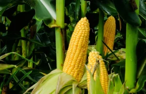 Brasil Enfrenta Desafios nas Exportações de Milho em 2024 O Brasil deve reduzir suas exportações de milho em 2024 devido a estoques elevados e forte concorrência internacional.