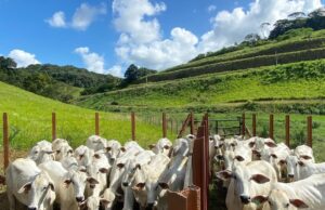 Frigoríficos disputam fêmeas e preço da novilha gorda sobe Mercado de novilha gorda em alta em São Paulo, atingindo R$ 300/@ devido à retenção de matrizes.