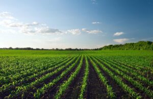 Paraná Avança no Plantio da Primeira Safra de Verão, afirma Deral Previsão da safra 2024/25 no Paraná indica recuperação de perdas com plantio em andamento e bom clima.