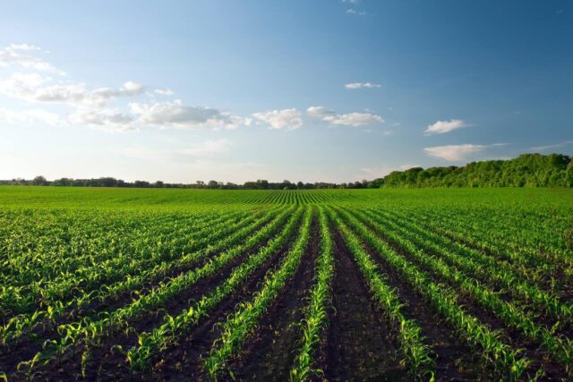 Previsão da safra 2024/25 no Paraná indica recuperação de perdas com plantio em andamento e bom clima.