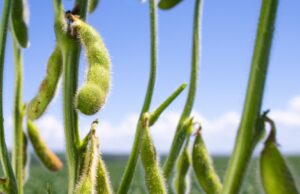 Início do Plantio de Soja da Safra 2024/25 em Goiás O plantio de soja da safra 2024/25 começa em Goiás com chuvas favoráveis, criando boas expectativas para a produção.