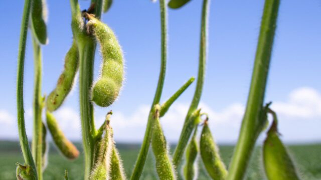 plantio-soja O plantio de soja da safra 2024/25 começa em Goiás com chuvas favoráveis, criando boas expectativas para a produção.