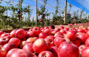 Carbono Zero: RASIP do Grupo RAR alcança metas sustentáveis no agronegócio RASIP do Grupo RAR alcança Carbono Zero e adota práticas sustentáveis, destacando-se na produção agrícola e redução de emissões.