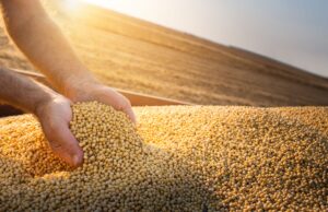 Quebra de safra afeta cadeia produtiva da soja. Cadeia da soja pode sofrer retração de 5,77% no PIB de 2024, mesmo com alta na produção de biodiesel.