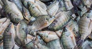 Mudança nas regras facilita exportação de tilápia para os EUA Tilápia lidera exportações brasileiras para os EUA, beneficiada pela remoção da exigência de Certificação Sanitária Internacional.