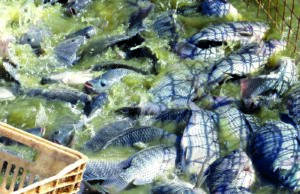 Governo simplifica regras de uso dos recursos hídricos para aquicultura Governo do Paraná facilita uso de recursos hídricos para aquicultura, com novas regras que simplificam a outorga e reduzem custos.