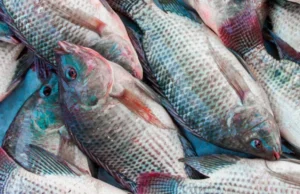 Quaresma impulsiona demanda por peixes e anima produtores