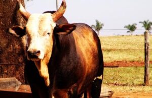 A Lenda do Rodeio: Carlinhos Boaventura e o Desafio do Touro Bandido