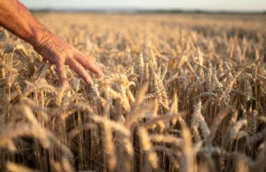 Desempenho do PIB do Agronegócio desacelera economia O PIB do Agronegócio caiu 3,5% em 2024, impactado por menores preços e baixa produção de soja, milho e cana-de-açúcar