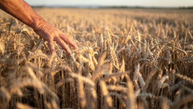 O PIB do Agronegócio caiu 3,5% em 2024, impactado por menores preços e baixa produção de soja, milho e cana-de-açúcar