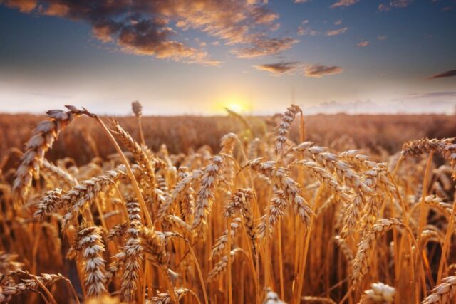 Clima prejudica lavouras de trigo no Rio Grande do Sul, enquanto preços sobem em SP. Confira detalhes.