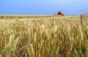 Produção de trigo cresce no Sul em 2024