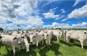 Preços do Bezerro: Expectativas para o Mercado em 2025